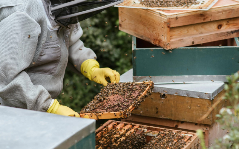 Don't Hire a Pest Control Technician Until You Read This Guide! (Read 1st)